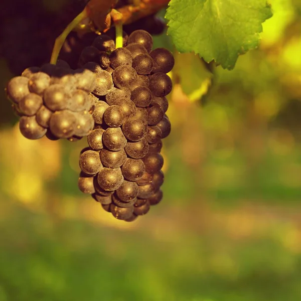 Uve Vigna Bellissimo Sfondo Colorato Naturale Con Vino Vigneti Fama — Foto Stock