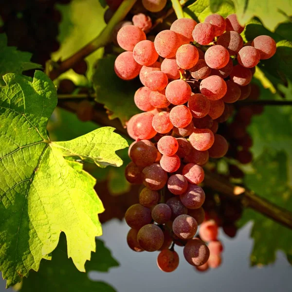 Uvas Vinhedo Fundo Colorido Natural Bonito Com Vinho Vinhedos Mundialmente — Fotografia de Stock