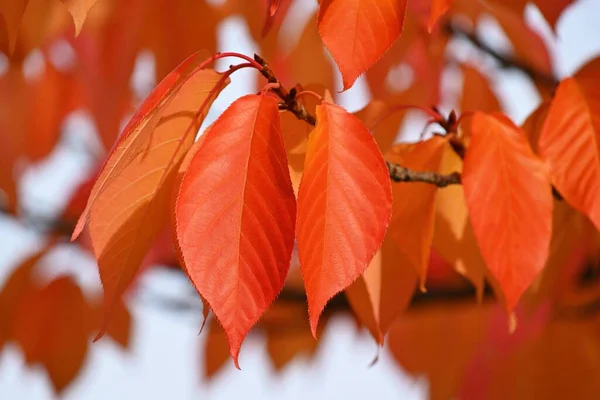 Fundo Outono Lindas Folhas Coloridas Natureza Com Sol Conceito Sazonal — Fotografia de Stock