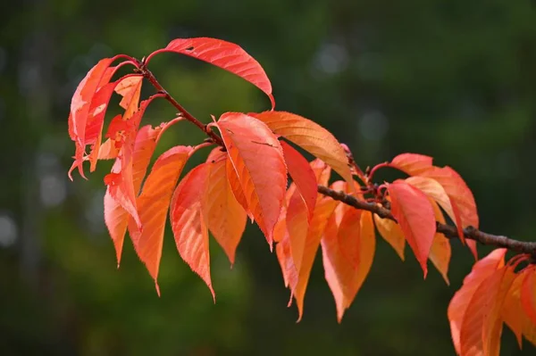 Fundo Outono Lindas Folhas Coloridas Natureza Com Sol Conceito Sazonal — Fotografia de Stock