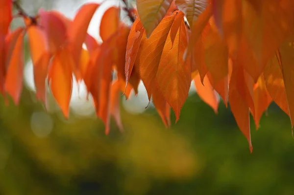 Φθινόπωρο Φόντο Όμορφα Πολύχρωμα Φύλλα Στη Φύση Τον Ήλιο Εποχιακή — Φωτογραφία Αρχείου