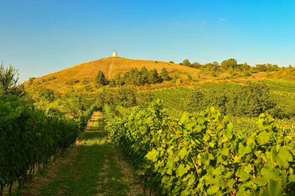 Viñedos Bajo Palava Sur Moravia República Checa Otoño Cosecha Vino —  Fotos de Stock
