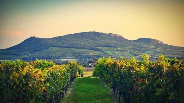 Vignobles Paysage Région Palava Moravie Sud République Tchèque — Photo
