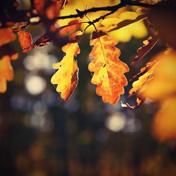 Autumn Background Beautiful Colorful Leaves Nature Sun Seasonal Concept Outdoors — Stock Photo, Image