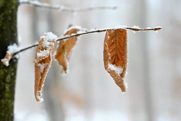 Kış Doğası Renklidir Ağaçta Karlı Bir Dal — Stok fotoğraf