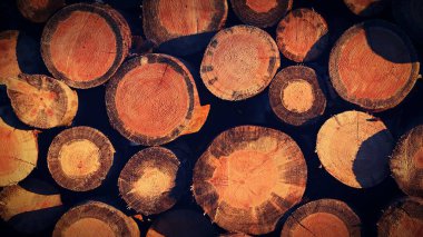 Isıtma için odun. Kışın günbatımında ormanda tahta kütükler..