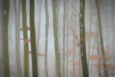 Orman karlı ağaçlarda. Kış, Doğa ve orman güzel kavramı.