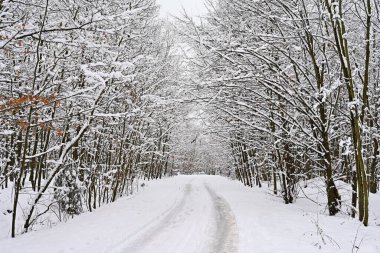 Ağaçlı, karlı bir yol. Kışın karda tehlikeli araba kullanmak. Trafik ve kötü hava kavramı.