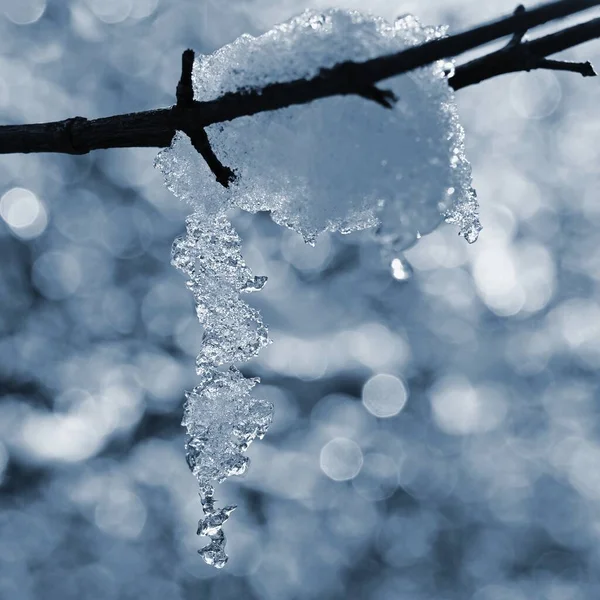 冬の自然カラフルな背景 木の上の雪の小枝 — ストック写真