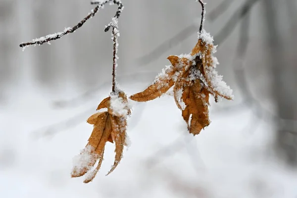 겨울은 배경이다 나뭇가지에 — 스톡 사진