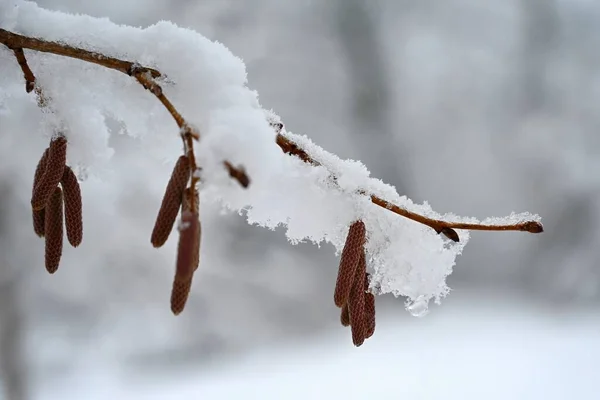 冬の自然カラフルな背景 木の上の雪の小枝 — ストック写真