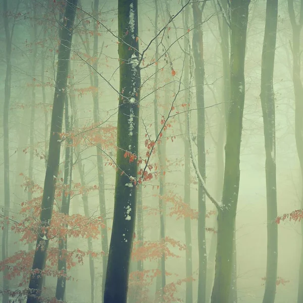Orman Karlı Ağaçlarda Kış Doğa Orman Güzel Kavramı — Stok fotoğraf