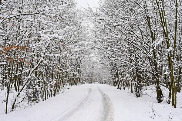 나무로 눈덮인 겨울에 속에서 운전하는 합니다 악천후에 — 스톡 사진