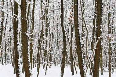 Orman karlı ağaçlarda. Kış, Doğa ve orman güzel kavramı.