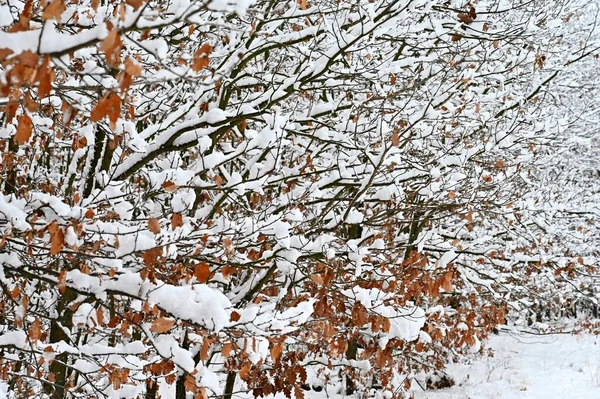 Kış Manzarası Dallardaki Buzlar Güzel Kış Mevsimsel Doğal Arka Plan — Stok fotoğraf