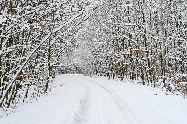 나무로 눈덮인 겨울에 속에서 운전하는 합니다 악천후에 — 스톡 사진