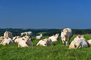 Mavi gökyüzü ve güneşli yeşil bir tarlada sığır sürüsü. Hayvanlarla ilgili renkli bir arka plan.