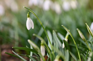 Kar damlaları - Bahar çiçekleri. Gün batımında çimlerin üzerinde güzel bir çiçek açıyor. Narin Kar Damlası çiçeği bahar sembollerinden biridir. (Amaryllidaceae - Galanthus nivalis)