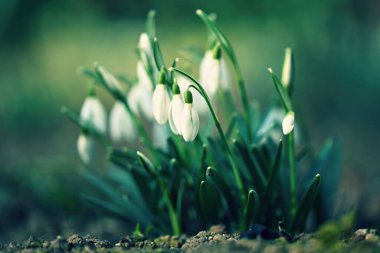 Çiçekli bahar arkaplanı. İlk bahar çiçekleri - çimenlerdeki kardamlaları. (Amaryllidaceae - Galanthus nivalis)