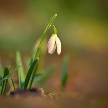 Çiçekli bahar arkaplanı. İlk bahar çiçekleri - çimenlerdeki kardamlaları. (Amaryllidaceae - Galanthus nivalis)