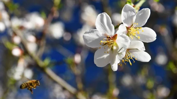 Vår Bakgrund Vackert Blommande Träd Med Bee Blomma Naturen — Stockfoto