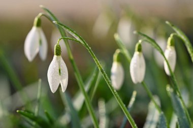 Çiçekli bahar arkaplanı. İlk bahar çiçekleri - çimenlerdeki kardamlaları. (Amaryllidaceae - Galanthus nivalis)