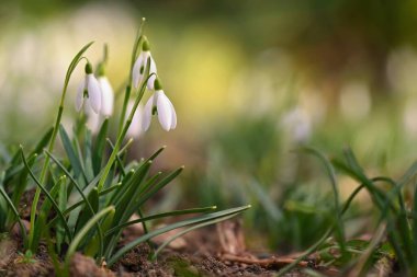 Bahar çiçekleri. Güzel ilk bahar bitkileri - kar damlaları. (Galanthus) Renkli doğa geçmişi. 