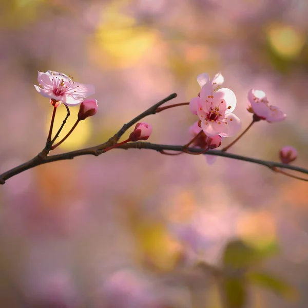 Beautiful Flowering Japanese Cherry Sakura Background Flowers Spring Day — Stock Photo, Image