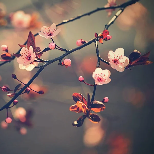 Krásné Kvetoucí Japonské Třešně Sakura Pozadí Květinami Jaře — Stock fotografie