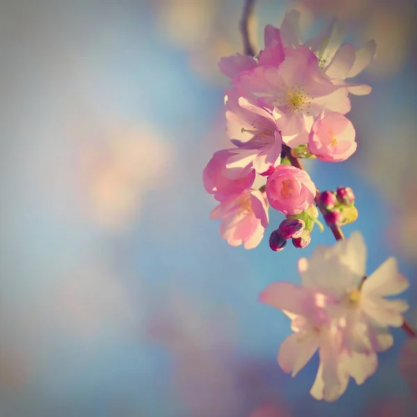Bel Arbre Fleurs Scène Nature Avec Soleil Journée Ensoleillée Fleurs — Photo