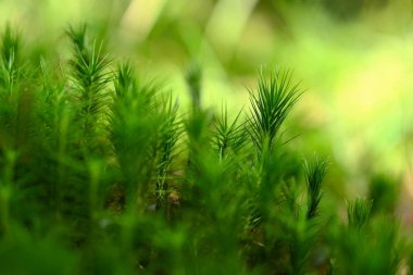 Güzel yeşil küçük yosun bitkileri. Makro çekim - yakın çekim. Doğal yeşil arka plan. Bahar ve flora kavramı.