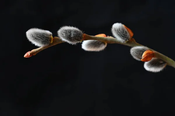 Fondo Primavera Árbol Gato Ramas Florecientes Sauce Flores Sauce Amentos — Foto de Stock