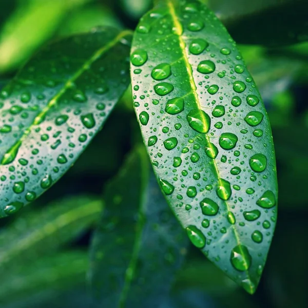 Красивые Зеленые Листья Капельками Воды Роса Естественный Зеленый Фон Концепция — стоковое фото