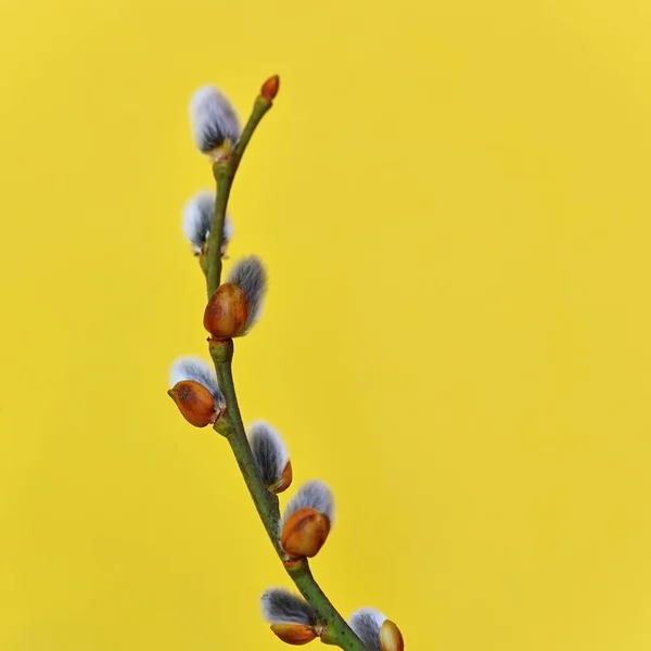Vårens Bakgrund Kattträd Blommande Grenar Pilblommor Kattungar Påsk Vår Med — Stockfoto