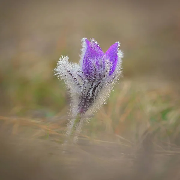 Pěkná Fialová Květinka Jaře Krásné Přírodní Zázemí Pro Jarní Čas — Stock fotografie