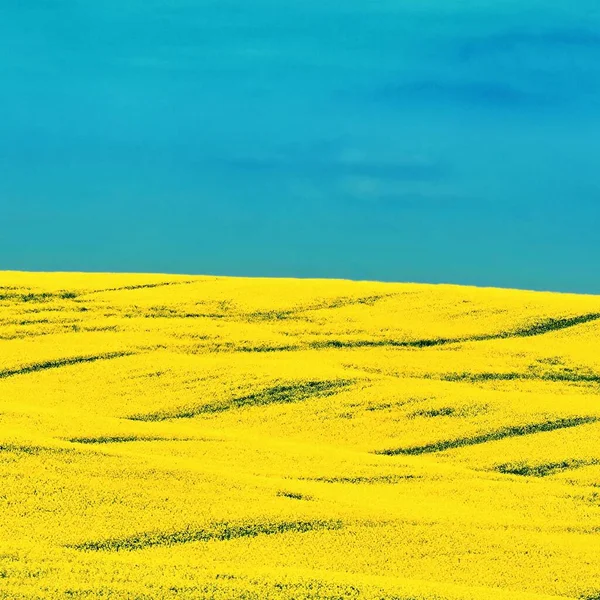 Ukrajinská Vlajka Symbol Přírody Ukrajině Žluté Pole Kvetoucími Řepkovými Semínky — Stock fotografie