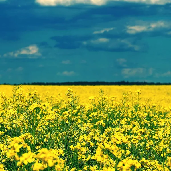 ウクライナの国旗 ウクライナの自然の象徴 開花菜種と青空と黄色のフィールド 東ヨーロッパにおけるロシアとの戦争 — ストック写真