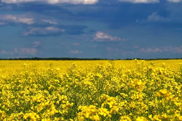 Bandera Ucrania Símbolo Naturaleza Ucrania Campo Amarillo Con Colza Floreciente —  Fotos de Stock