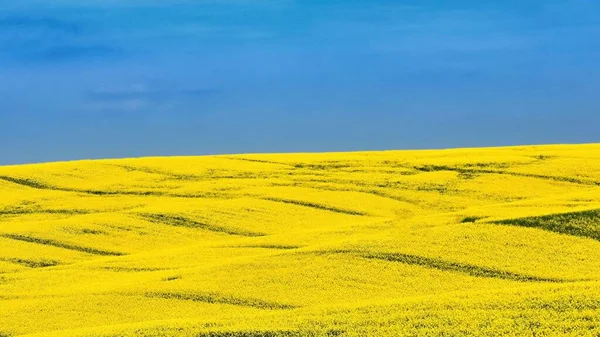 Ukrajinská Vlajka Symbol Přírody Ukrajině Žluté Pole Kvetoucími Řepkovými Semínky — Stock fotografie