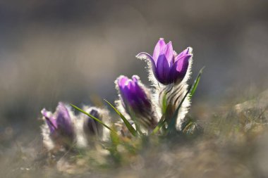 Bahar çiçekleri. Çok güzel çiçek açan pask çiçekleri ve doğal renklerde bir arka planı olan güneş. (Pulsatilla grandis)