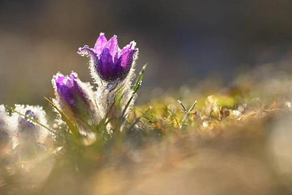 Весенние Цветы Красиво Цветущий Паскский Цветок Солнце Естественном Цветном Фоне — стоковое фото