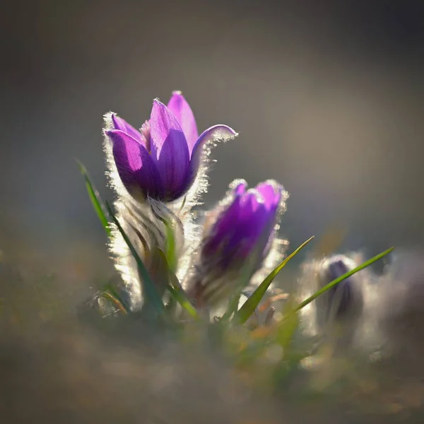 Primavera Fiore Primaverile Bella Viola Piccolo Peloso Pasque Fiore Fioritura — Foto Stock
