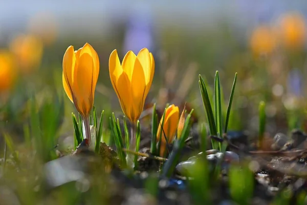 Spring Background Flowers Beautifully Colored Flowering Crocus Saffron Sunny Day — Stock Photo, Image