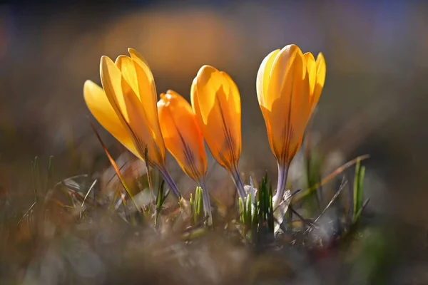 Fondo Primavera Con Flores Crocus Floreciente Bellamente Coloreado Azafrán Día — Foto de Stock