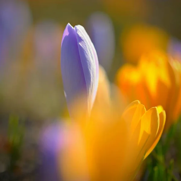 Fondo Primavera Con Fiori Croco Fiorito Splendidamente Colorato Zafferano Una — Foto Stock