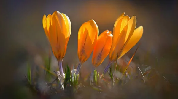 Fond Printanier Avec Des Fleurs Crocus Fleuri Magnifiquement Coloré Safran — Photo