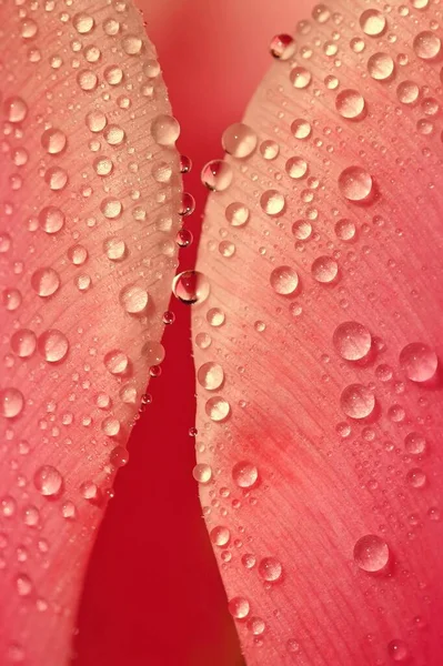 Fondo Primavera Con Flores Hermoso Tulipán Colorido Día Soleado Fotografía — Foto de Stock