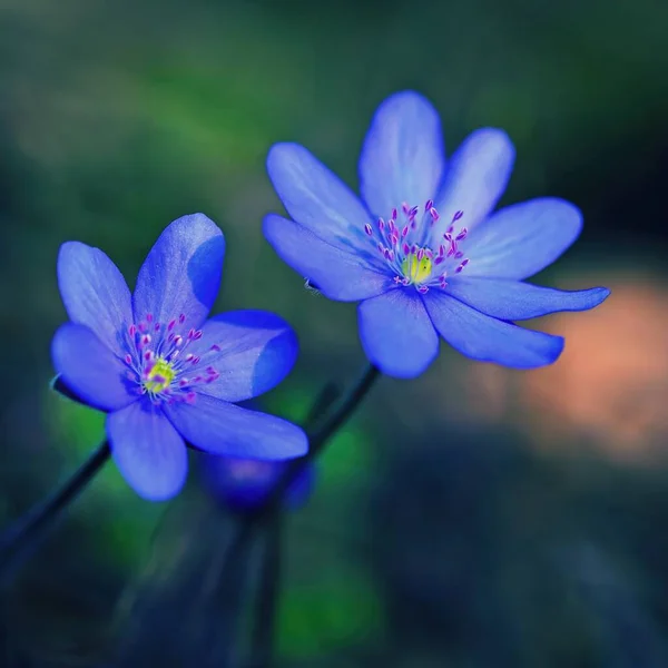 Fiore Primaverile Bella Pianta Viola Nella Foresta Sfondo Naturale Colorato — Foto Stock