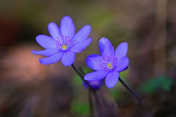 Flor Primavera Hermosa Planta Púrpura Bosque Fondo Natural Colorido Hepatica — Foto de Stock