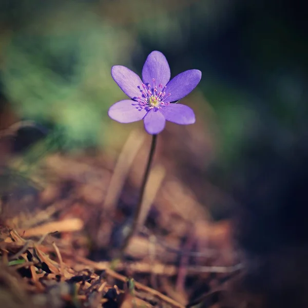 Flor Primavera Hermosa Planta Púrpura Bosque Fondo Natural Colorido Hepatica — Foto de Stock